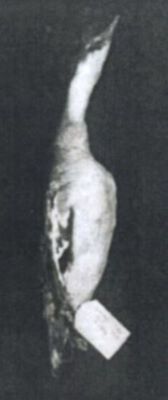 ferestraș mic; Mergus albellus (Linnaeus, 1758)