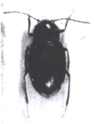 Drimeotus kovacsi viehmanni, ord. Coleoptera, fam. Silphidae (Ieniștea, 1955)