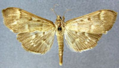 Pyrausta persimilis (Caradja, 1932)