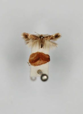 Nepticula lusatica (Schütze)