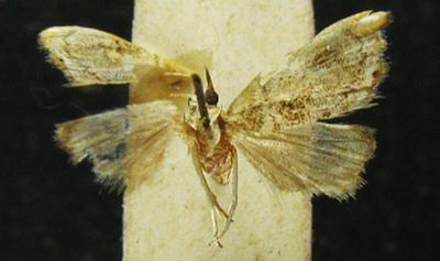 pareromene rosanna; Pareromene ramona (Bleszynski, 1965)