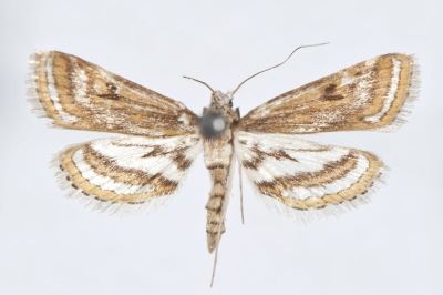 Nymphula fulguralis Caradja, 1933