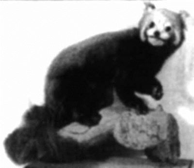 urs panda; Ailurus fulgens (F.G. Cuvier, 1825)