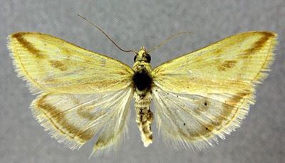 Loxostege sulphuralis f. minor (Caradja, 1936)