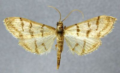 Pagyda griseotincta (Caradja, 1939)