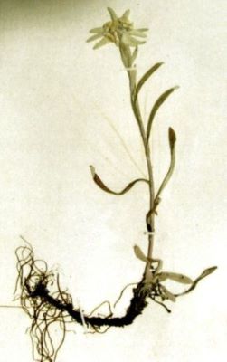 floare de colț; Leontopodium Alpinum (L.) (Cass.)