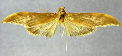 Crocidophora zonalis (Caradja, 1925)