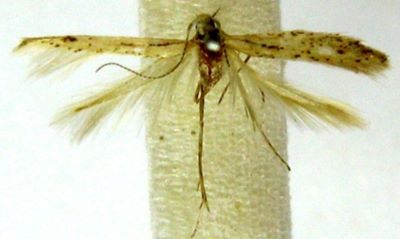 Coleophora nigrosquamella (Chretien)