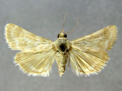 Stiphrometasia monilialis var. alba (Caradja, 1916)