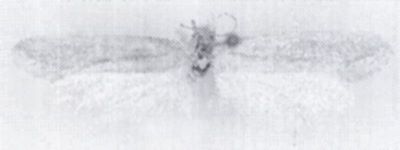 Myrmecozela dzungarica (Zagulajev, 1971)