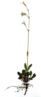 milițea; Silene nutans L. ssp. dubia (Herb., 1859)