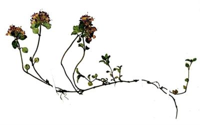 cimbrișor; Thymus bihorensis (Jalas)