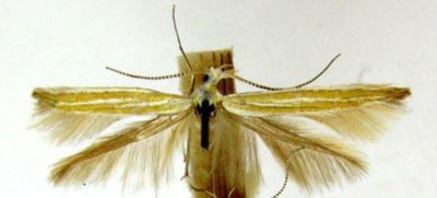 Coleophora mongetella (Chretien, 1900)