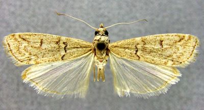 Aphyletes nigrisparsella var. derbentella (Caradja, 1910)