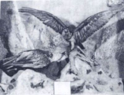 zăgani; Gypaetus barbatus aureus (Hablizl, 1788)