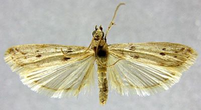 Homoeosoma binaevella var. ciliciella (Caradja, 1910)