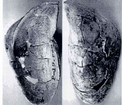 congeria taciturna - holotip; Congeria (Mytilopsis) taciturna (Papaianopol, 1992)