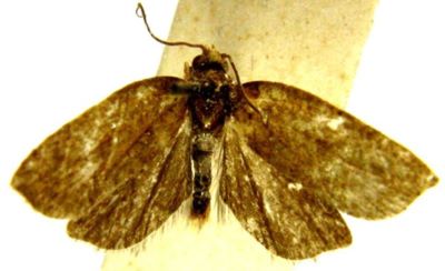 Peronea ocydroma (Meyrick, 1935)