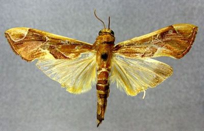 Agathodes sumatralis (Swinhoe, 1906)