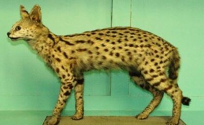 Leptailurus serval (Schreber, 1776)