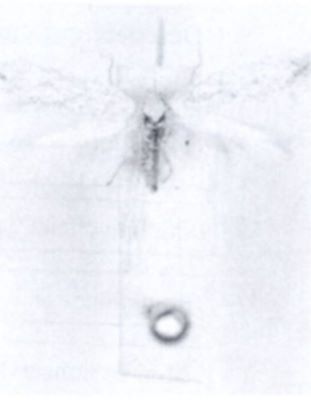 Mendesia podonosmella (Amsel, 1931)
