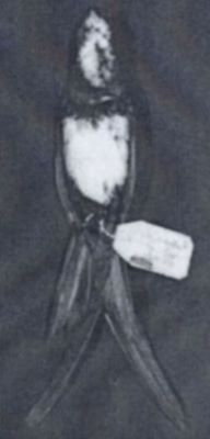 Apus melba melba (Linnaeus, 1758)