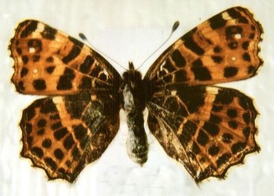 Araschnia levana levana (Linnaeus, 1758)