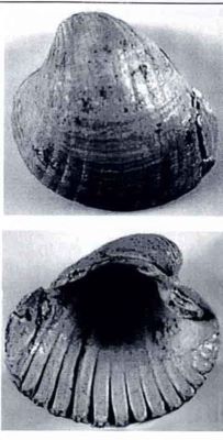 prosodacna raricostata - holotip; Prosodacna (Prosodacna) raricostata (Papaianopol, 1992)