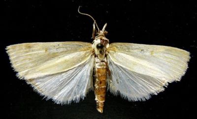 Crambus purellus f. aurifusalis (Caradja, 1927)