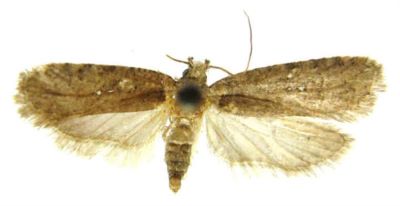 Depressaria sutschanella (Caradja, 1926)