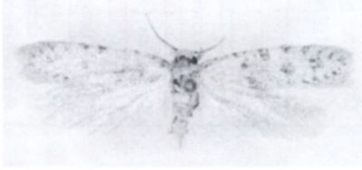 Hapsifera cristinae (Căpușe, 1971)