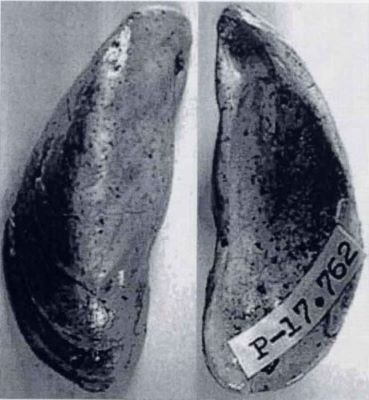 congeria deserta - holotip; Congeria (Mytilopsis) deserta (Papaianopol, 1992)