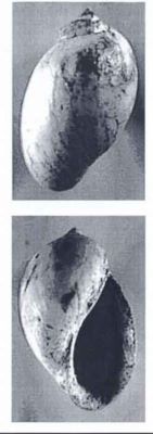 radix amaradicus - holotip; Radix amaradicus (Macalet, 2000)