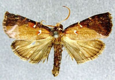 Mimicia pseudolibatrix var. obscura (Caradja, 1935)