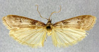 Patagoniodes popescugorji (Roesler, 1969)