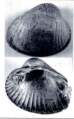dacicardium plenum - holotip; Dacicardium plenum (Papaianopol, 1992)