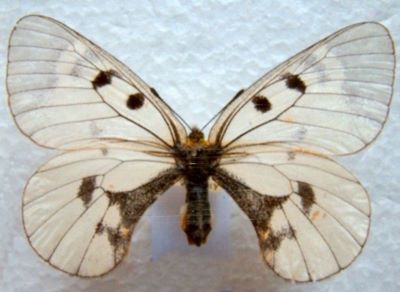 Parnassius mnemosyne (Linnaeuas, 1758) ssp. distinctus (Bryk & Eisner, 1930)