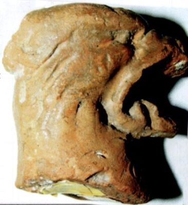 Cahlă fială - cap de grifon