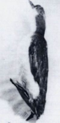 Gravia arctica (Linnaeus, 1758)