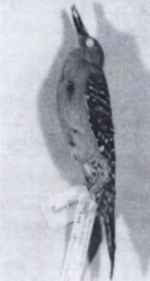 ciocănitoare; Melanerpes carolinus (Linnaeus, 1758) syn. Centurus carolinus (Linnaeus, 1758)