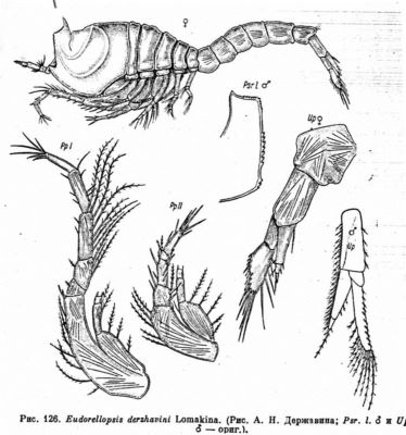 Eudorellopsis derzhavini (Lomakina, 1952)