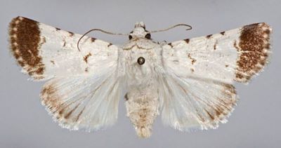 Dichagyris melanura albida (Caradja, 1931)
