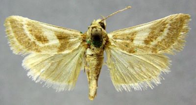 Stiphrometasia pharaonalis (Caradja, 1916)