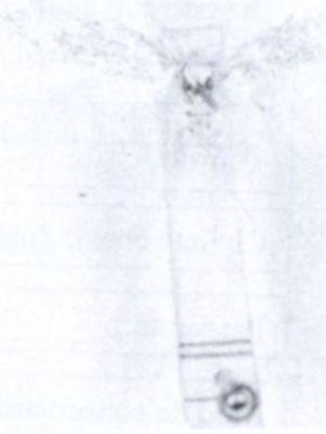 Mendesia podonosmella (Amsel, 1931)