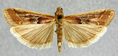 Ancylosis flamella var. nigrella (Caradja, 1916)