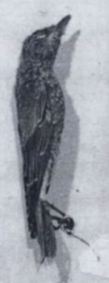 mierlă de piatră; Monticola saxatilis (Linnaeus, 1766)