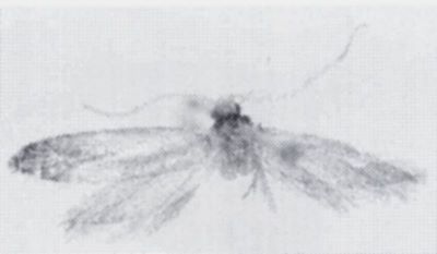 Episcardia caedjella (Zagulajev, 1964)