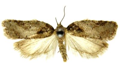 peronea nigriradix; Peronea (Acalla) nigriradix (Filipjev, 1931)
