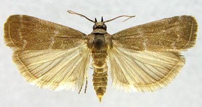 Nephopterix albicilla var. atricapitella (Caradja, 1916)
