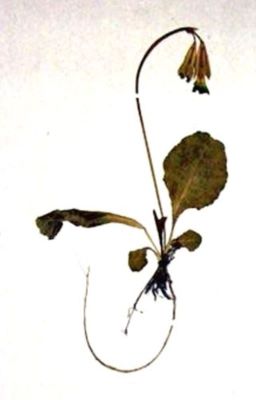 ciuboțica cucului; Primula elatior (L.) Grufb. ssp. leucophylla (Pax, 1897)